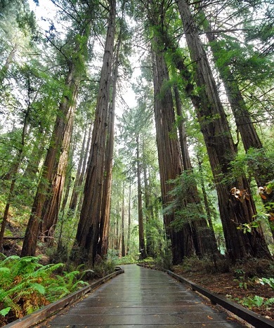 Sequoia Sempervirens Trees