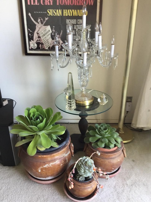 Living Room Succulents