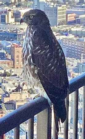 Red Tailed Hawk