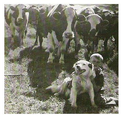 1947 - Chuck and the Milk Cows!